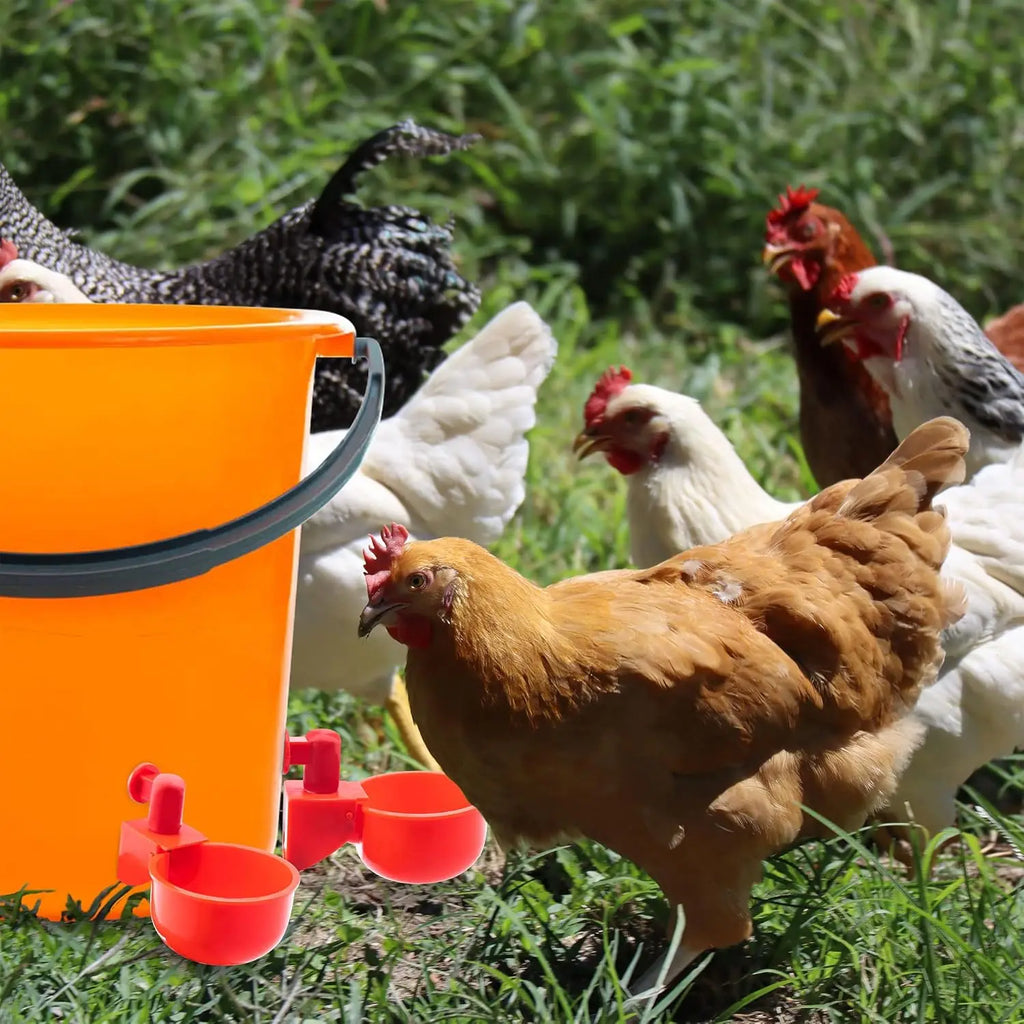 Chicken Drinking Bowl Poultry Automatic Water Dispenser Pigeon Automatic Water Dispenser Small Chick Feeding Bowl Chicken Coop
