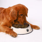 Stainless Steel Pet Bowl Cat Dog Food Bowl Multi-Specification Anti-fall Food Bowl Food Bowl Feeding Pet Supplies 16 To 22 Cm